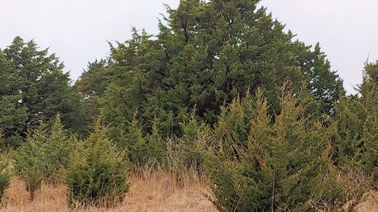 Eastern redcedars are contributing to the spread of the lone star tick