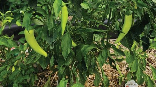 Gardening things from an alright gardener