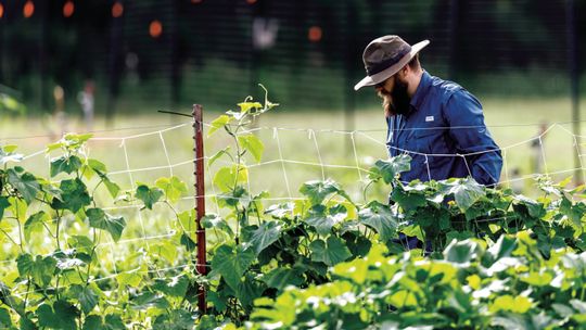 Keep your cool in the garden