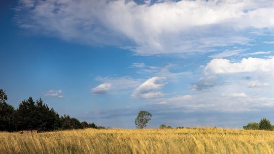 Mitigate “Dirty Dozen” dangers on your rangeland