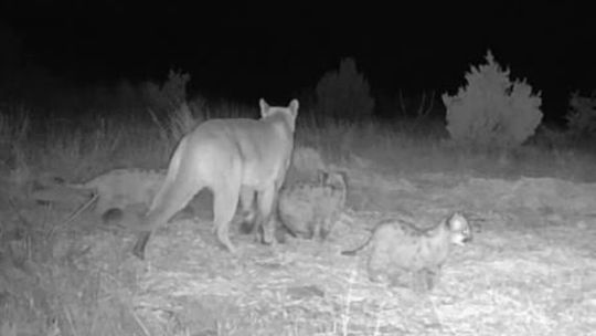 Mountain Lion Kittens Confirmed in Oklahoma