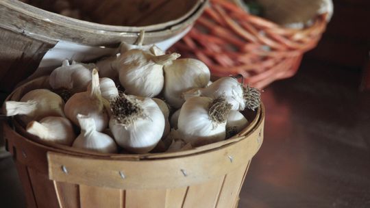 OSU Extension launches new beginning farmers and ranchers series with Nov. 14 garlic workshop