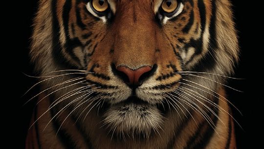 The Allure of Tigers: A Love Story With the Wild