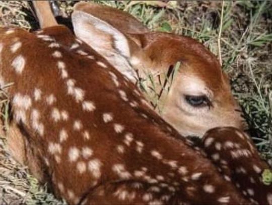 After an increase in baby wildlife being removed from the wild, Beckham County Game Warden warns of potential dangers and crimes related to activity