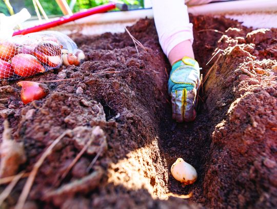 Bulb planting season is here: Prepare for a burst of color