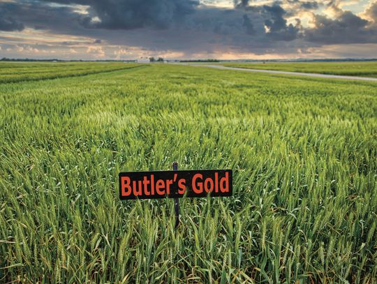 Butler’s Gold wheat variety celebrates Oklahoma Olympian