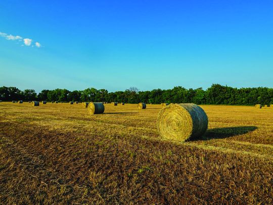 Buy or bale: Run these numbers to calculate hay costs