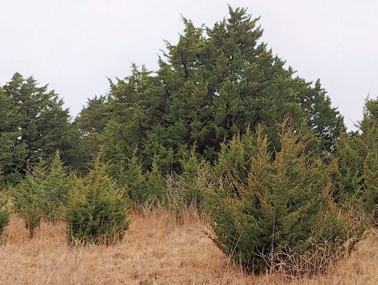 Eastern redcedars are contributing to the spread of the lone star tick