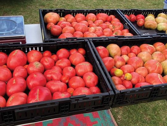 Elk City Farmers Market Kicks Off July 2 with Weekly Wednesday Evening Market