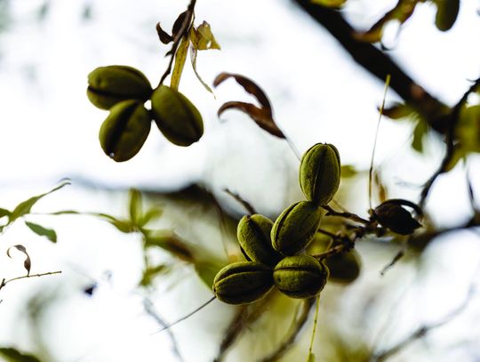 Free field day to highlight Oklahoma’s pecan industry