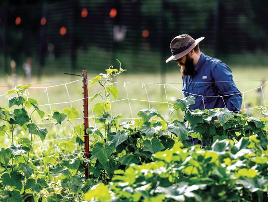 Keep your cool in the garden