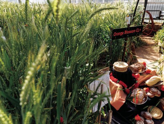 New OSU Orange Blossom CL+ wheat variety brings a strong resistance package to Oklahoma fields