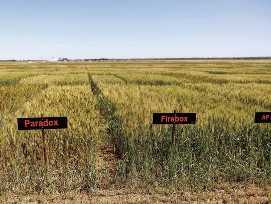 New OSU wheat varieties could lead to more natural bread with fewer additives