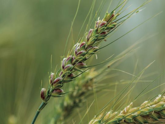 OSU-developed purple wheat variety brings new health benefits to wheat products