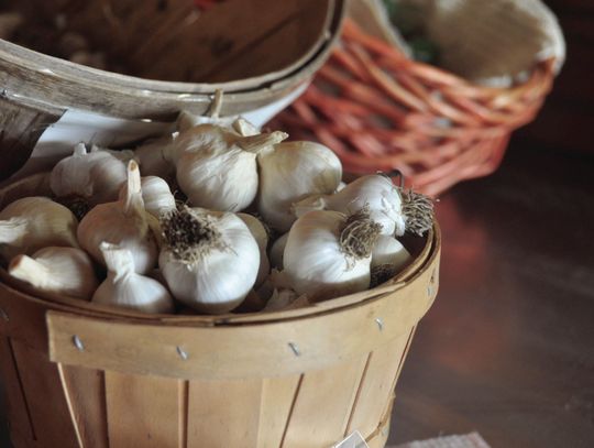 OSU Extension launches new beginning farmers and ranchers series with Nov. 14 garlic workshop