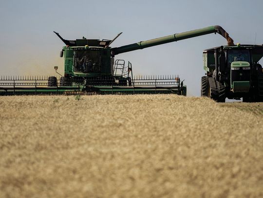 OSU wheat varieties perform under pressure during 2024 harvest