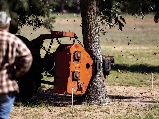 Pecans are the pick of the season