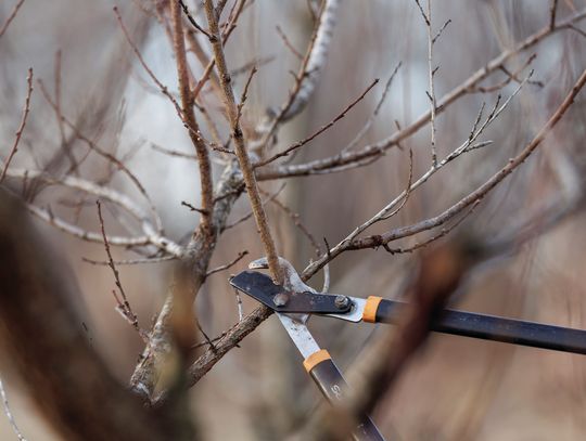 Spring landscape cleanup begins with smart pruning