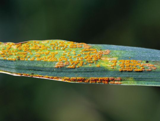 Stripe rust reported in southwest Oklahoma wheat fields