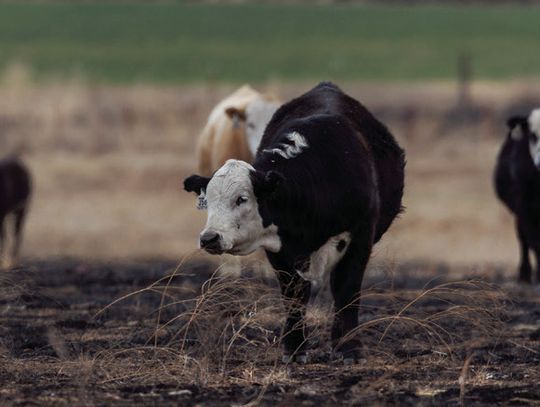 Taking stock: Reminders on livestock care during wildfire season