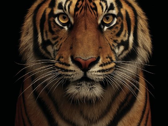 The Allure of Tigers: A Love Story With the Wild