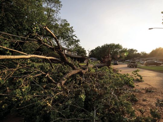 Who is responsible when a neighbor’s tree falls on my house?