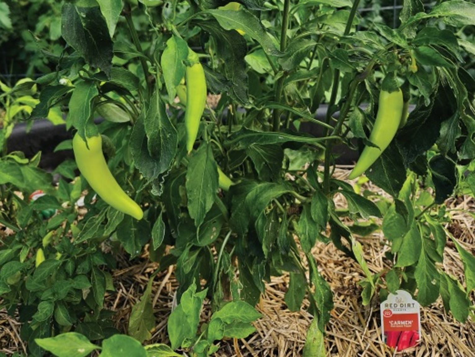 Gardening things from an alright gardener