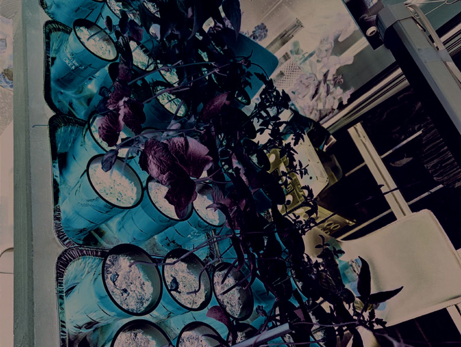 Gardening With Ranger – Sprouts