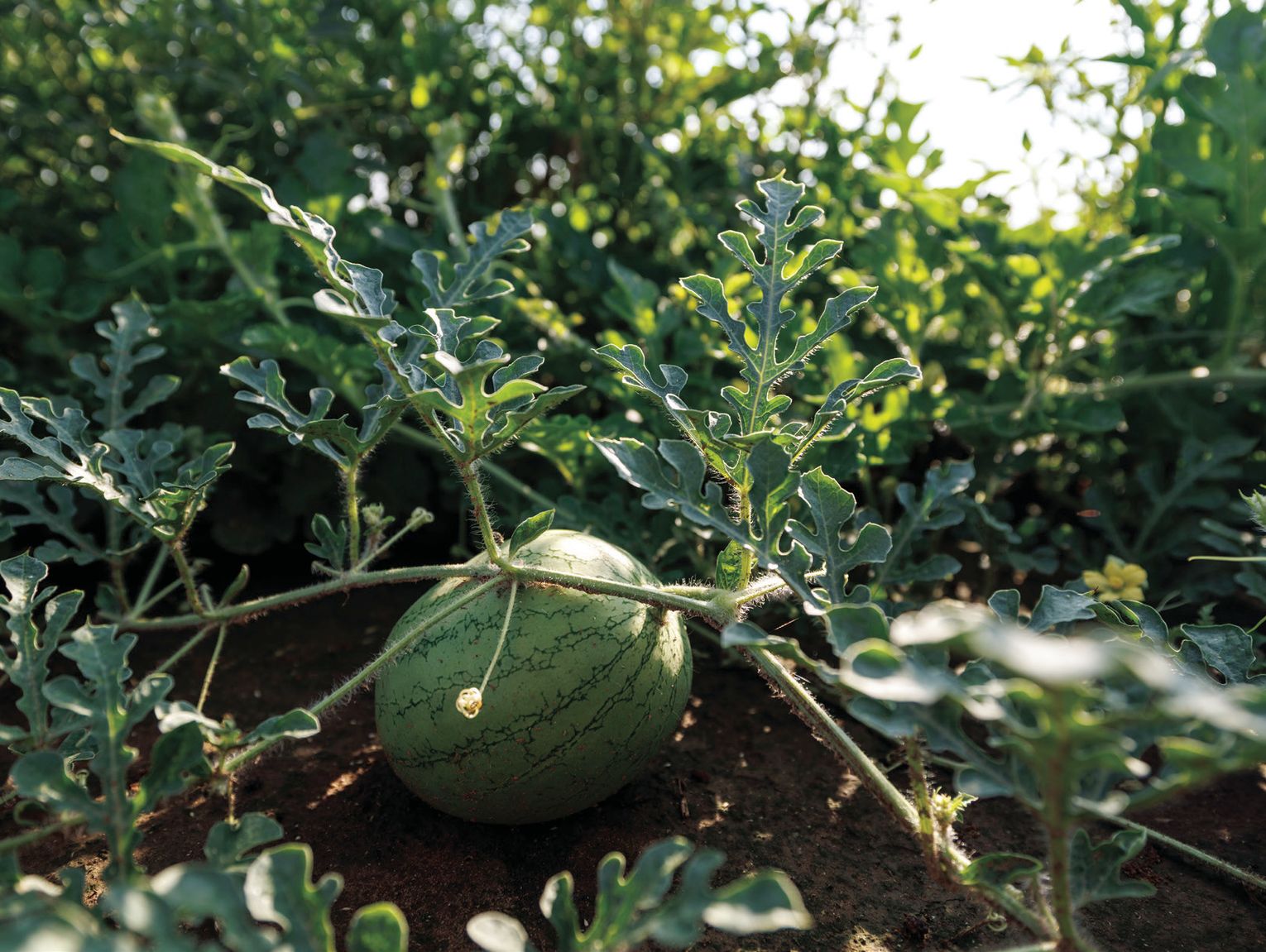 Horticulture specialist researching soilless media and biochar for crop production