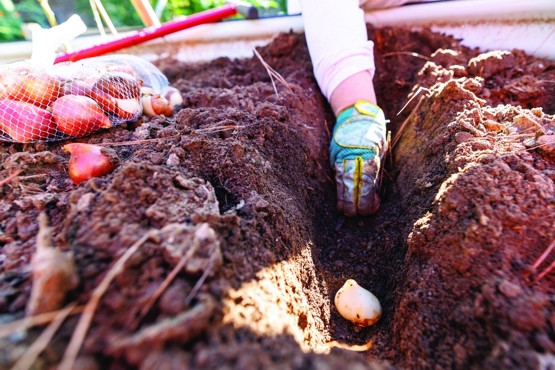 Bulb planting season is here: Prepare for a burst of color