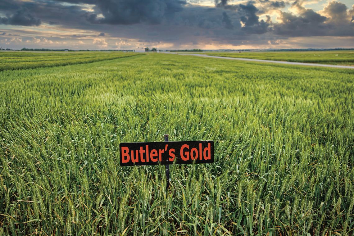 Butler’s Gold wheat variety celebrates Oklahoma Olympian