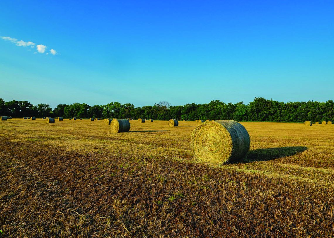 Buy or bale: Run these numbers to calculate hay costs