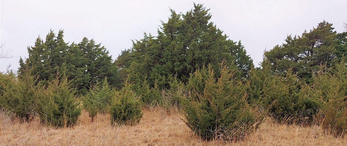 Eastern redcedars are contributing to the spread of the lone star tick Eastern redcedars are contributing to the spread of the lone star tick