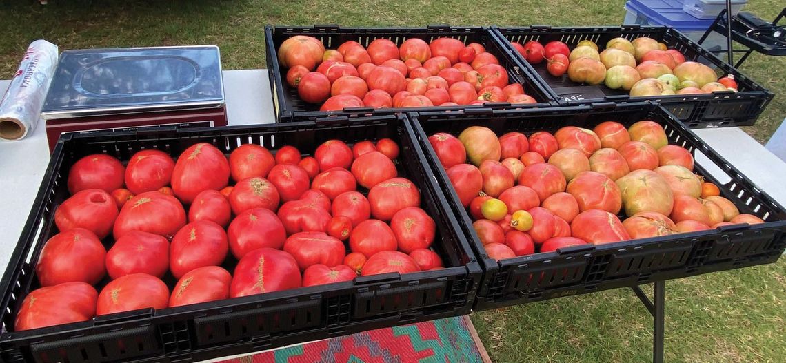 Elk City Farmers Market Kicks Off July 2 with Weekly Wednesday Evening Market