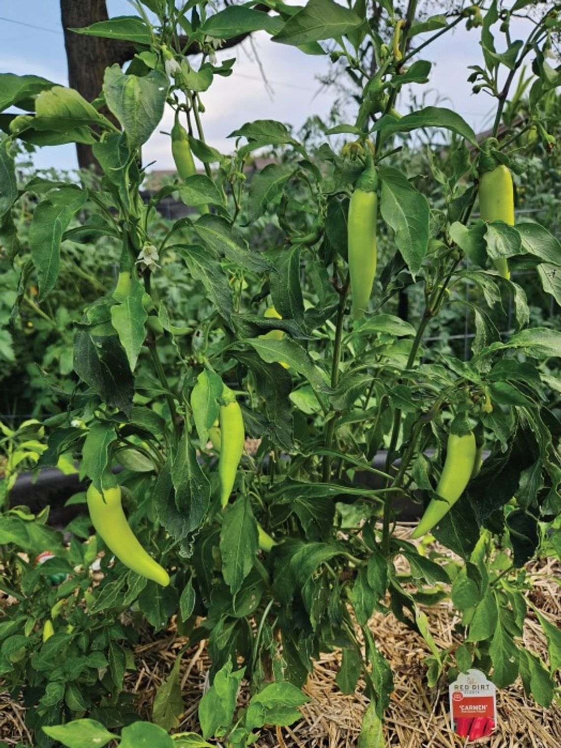 Gardening things from an alright gardener