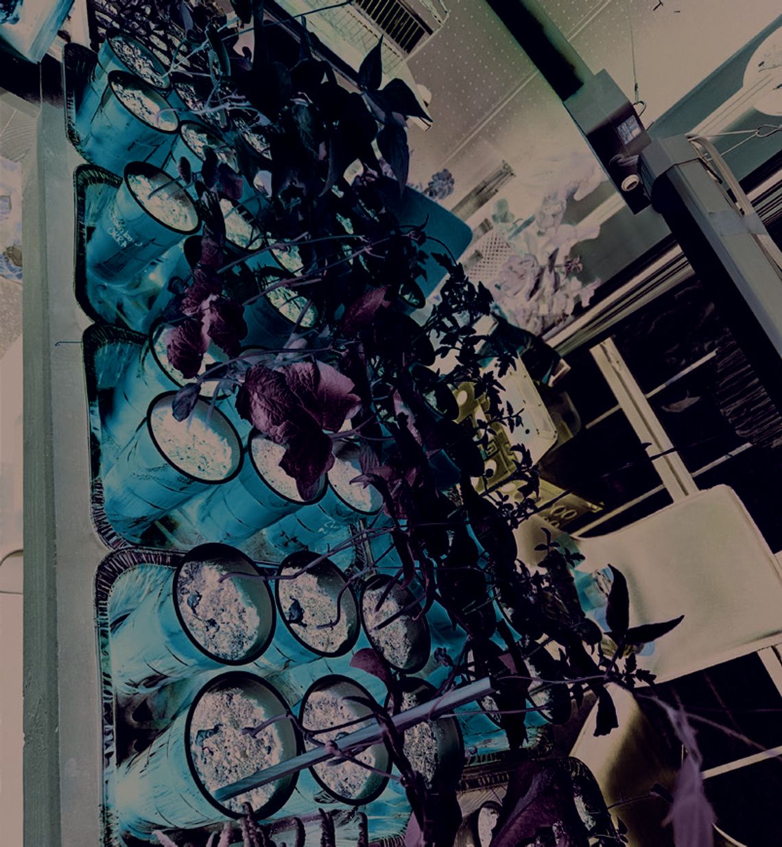 Gardening With Ranger – Sprouts Gardening With Ranger – Sprouts