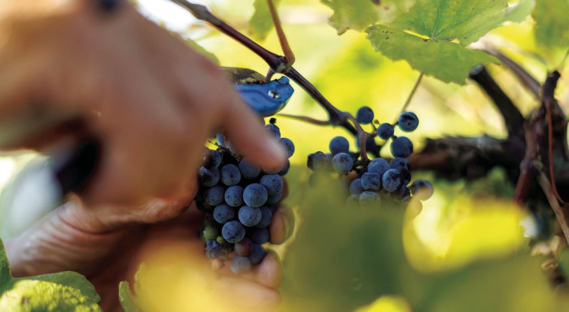 Grape management course blends instruction and hands-on learning for producers Grape management course blends instruction and hands-on learning for producers