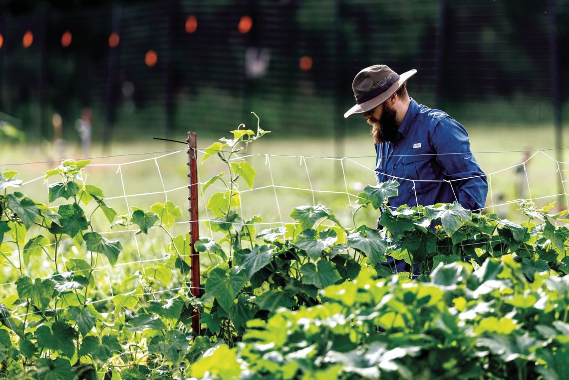 Keep your cool in the garden