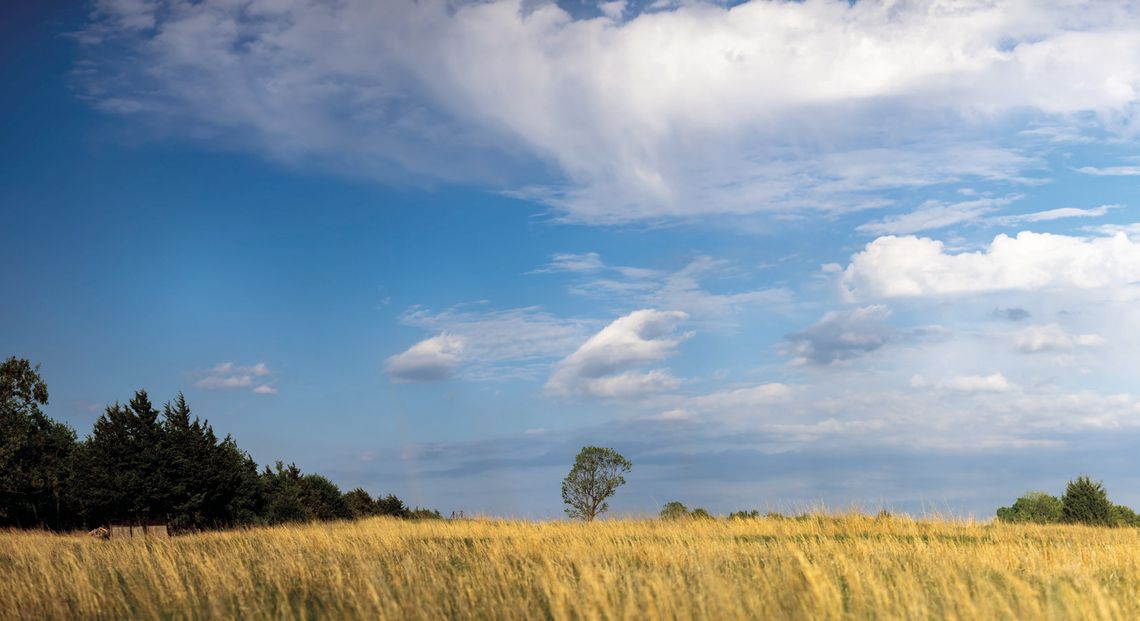 Mitigate “Dirty Dozen” dangers on your rangeland Mitigate “Dirty Dozen” dangers on your rangeland