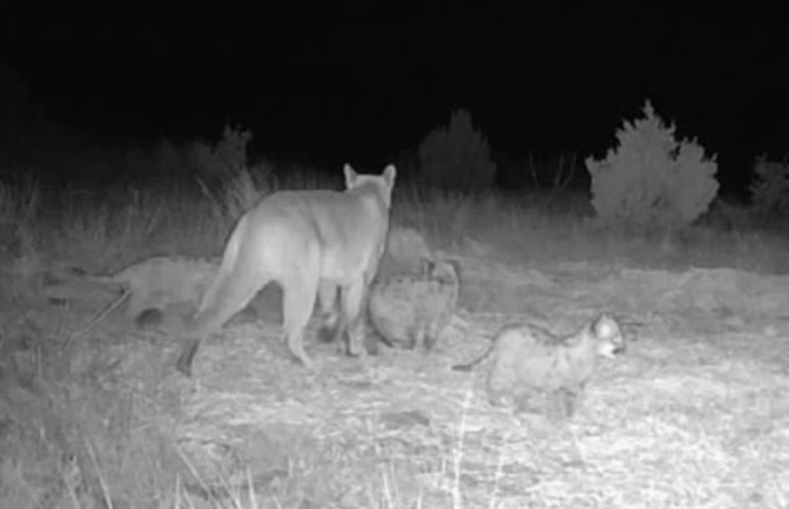 Mountain Lion Kittens Confirmed in Oklahoma