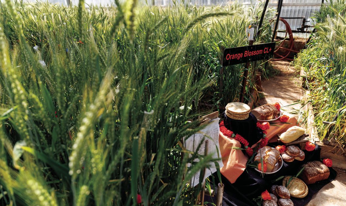 New OSU Orange Blossom CL+ wheat variety brings a strong resistance package to Oklahoma fields