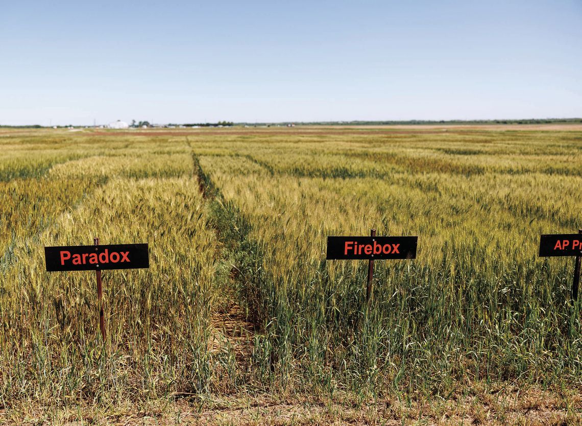 New OSU wheat varieties could lead to more natural bread with fewer additives