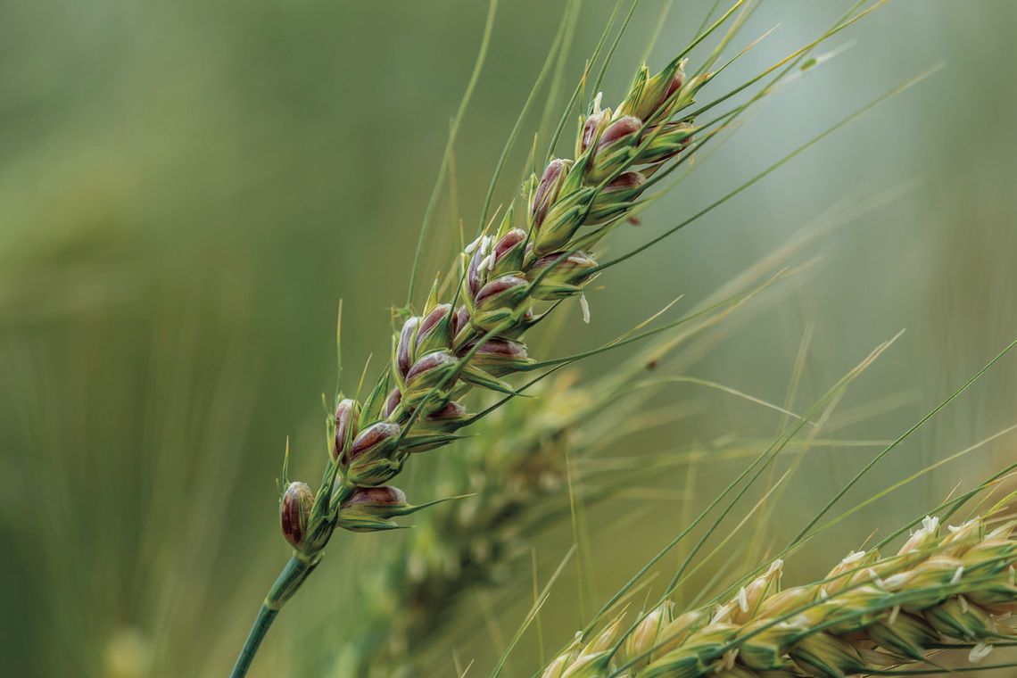 OSU-developed purple wheat variety brings new health benefits to wheat products OSU-developed purple wheat variety brings new health benefits to wheat products