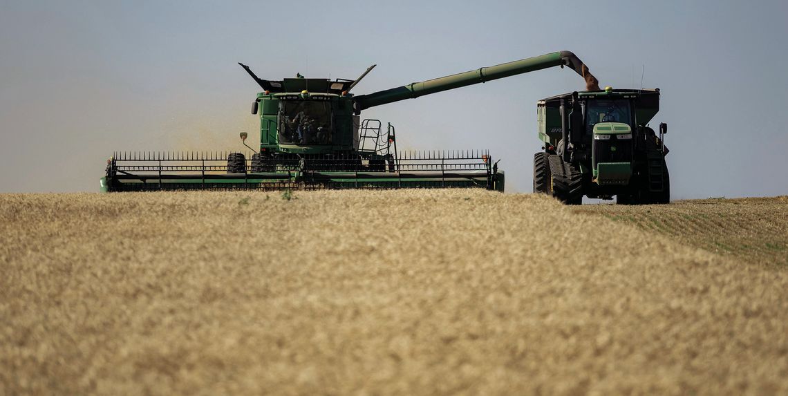 OSU wheat varieties perform under pressure during 2024 harvest