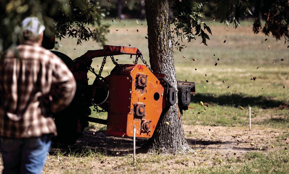 Pecans are the pick of the season