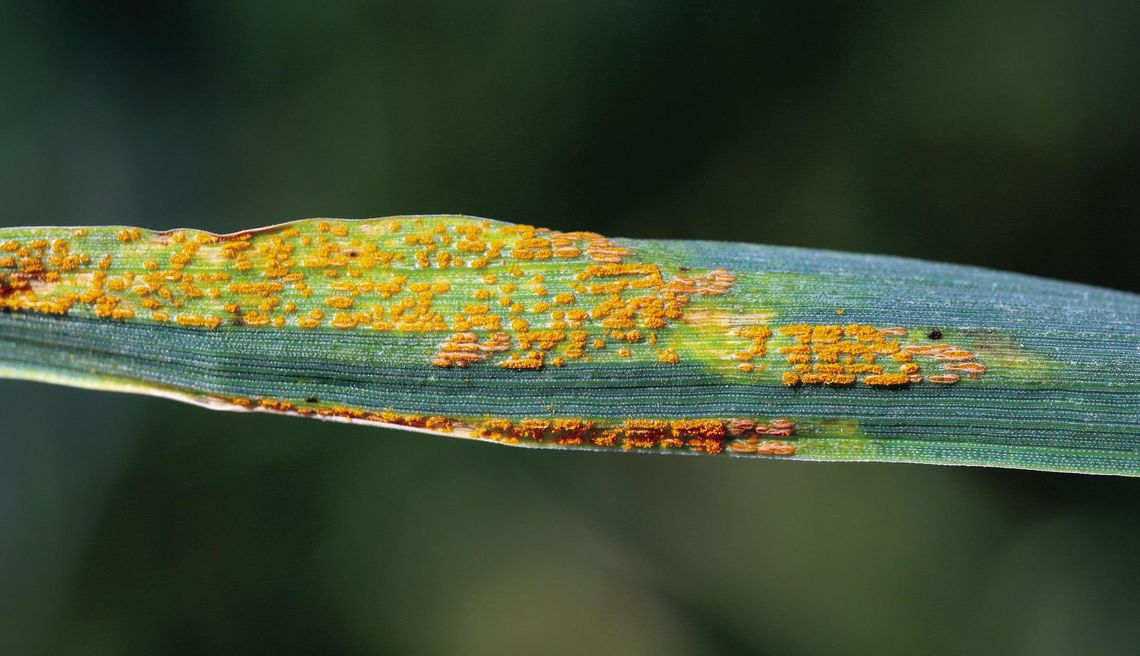 Stripe rust reported in southwest Oklahoma wheat fields