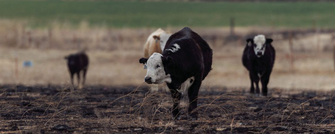 Taking stock: Reminders on livestock care during wildfire season Taking stock: Reminders on livestock care during wildfire season