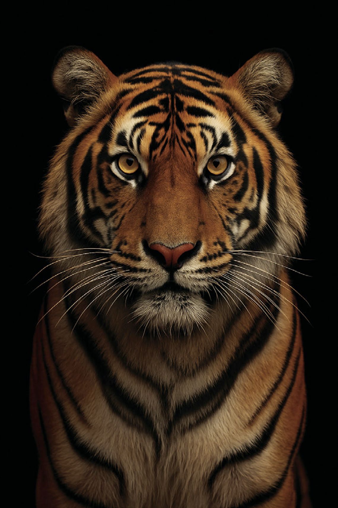 The Allure of Tigers: A Love Story With the Wild